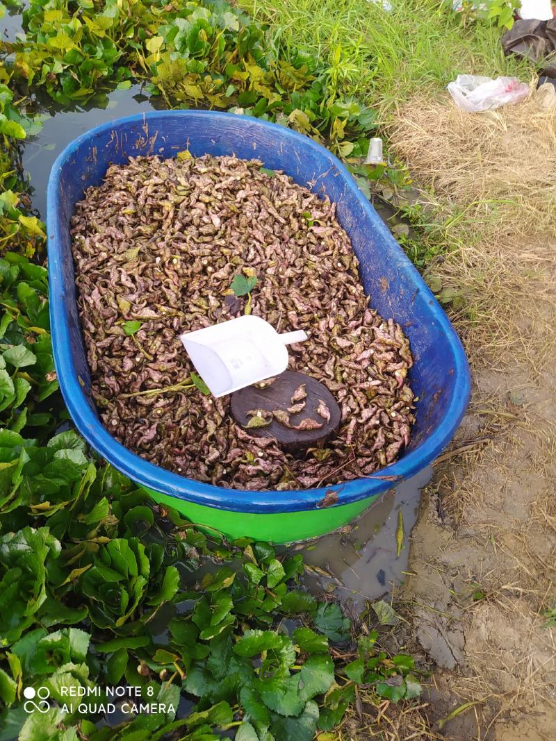基地菱角，保质保量，诚信经营。欢迎广大新老客户订购！