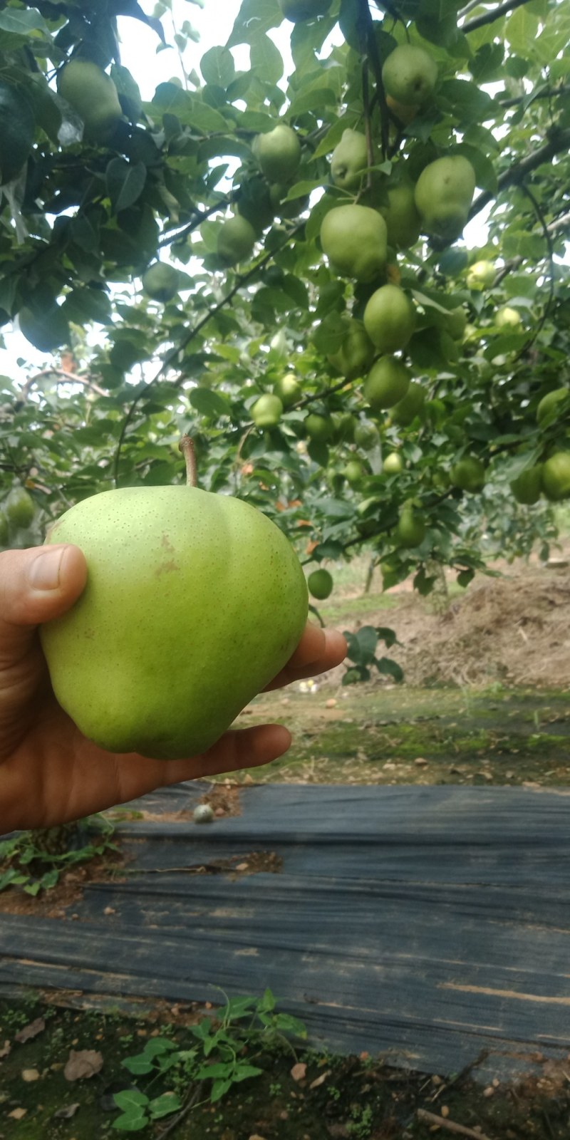 自家种植秋月梨，早酥梨大量上市高密南山酥梨基地代收代购