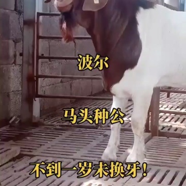 波尔山羊价格