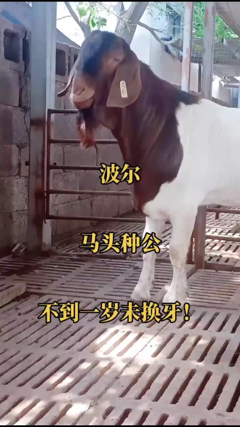 波尔山羊价格