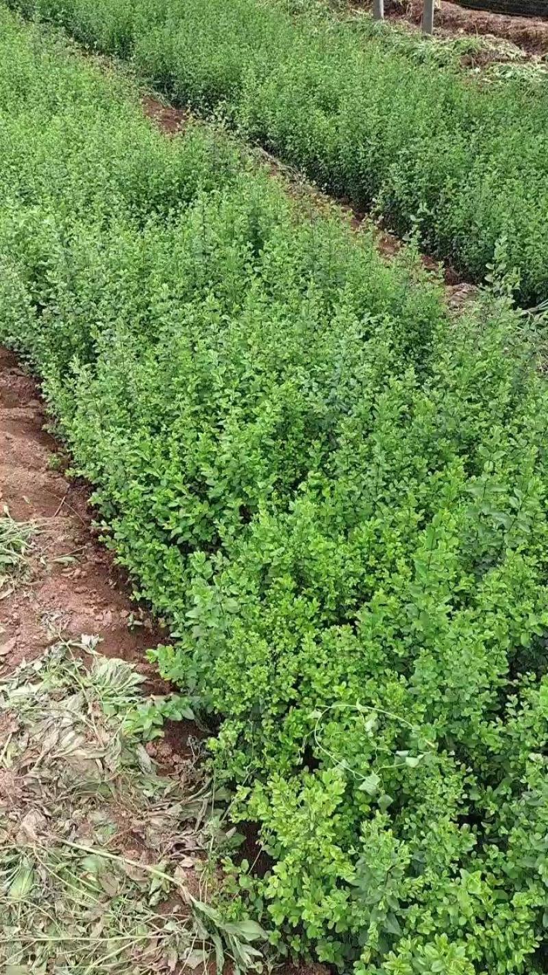 营养杯小叶女贞苗高50厘米以上杯子12/13厘米