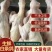 白条原粮乳鸽老鸽，货源充足货源能跟得上现货乳