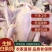 白条原粮乳鸽老鸽，货源充足货源能跟得上现货乳