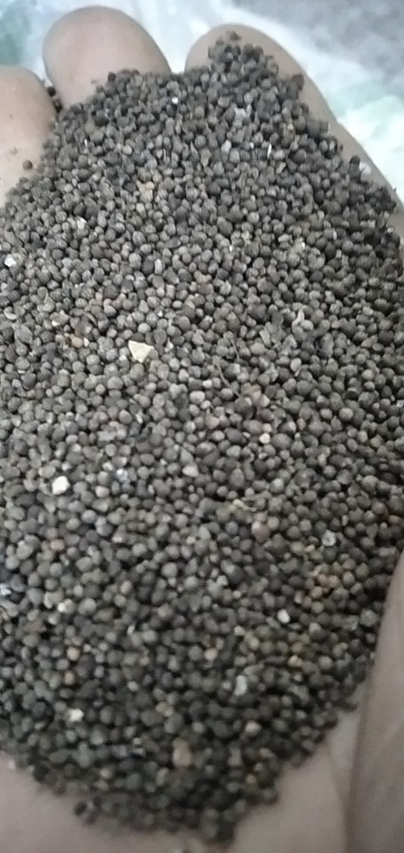 紫苏子野生苏子何大别山野生中药材批发零售河南货