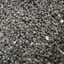 紫苏子野生苏子何大别山野生中药材批发零售河南货