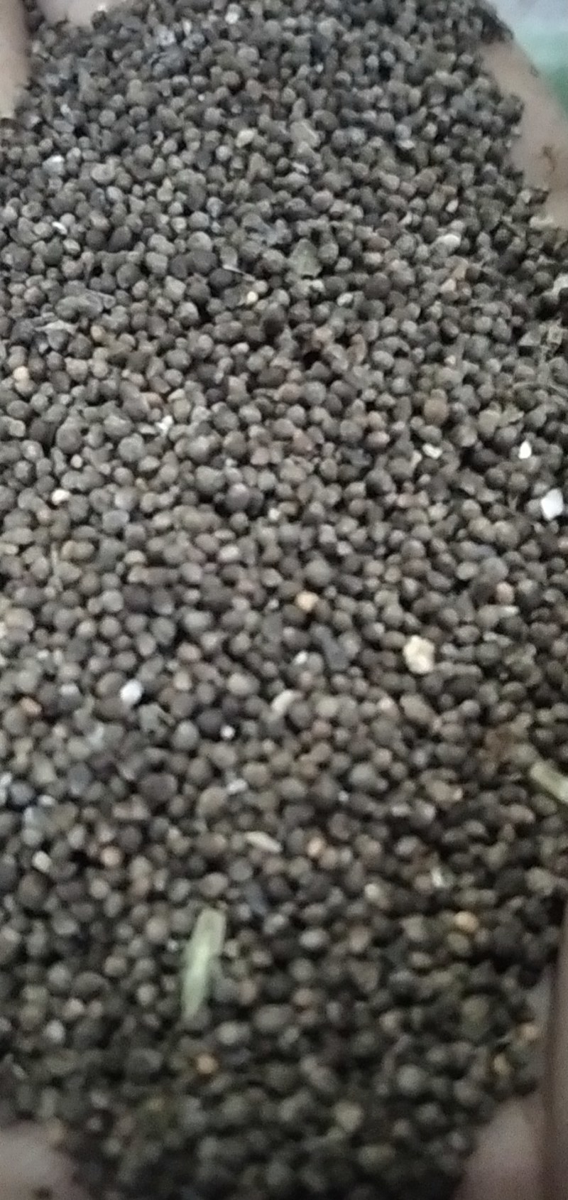 紫苏子野生苏子何大别山野生中药材批发零售河南货