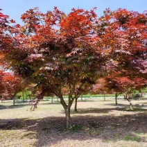 红枫中国红枫9公分10公分11公分12~15