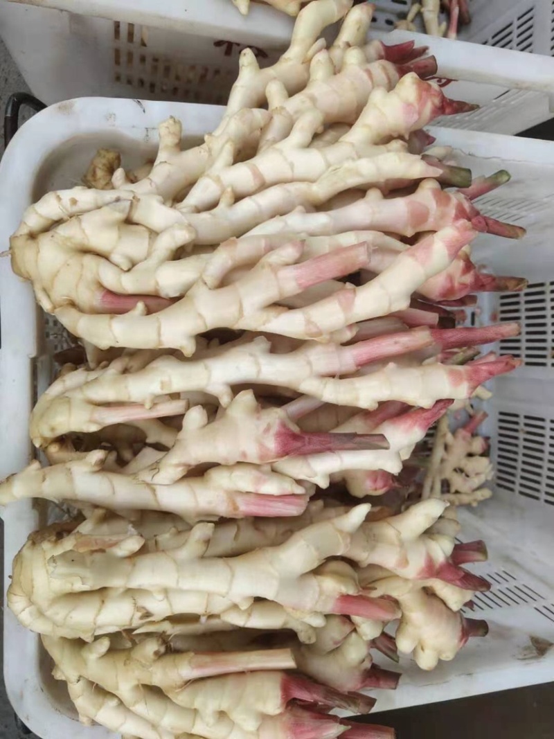 正宗四川犍为麻柳姜（菜姜）出售，可网上发货可上门看货