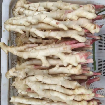 正宗四川犍为麻柳姜（菜姜）出售，可网上发货可上门看货
