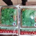 全国高端产品汕头金船牌大荚荷兰豆种子101