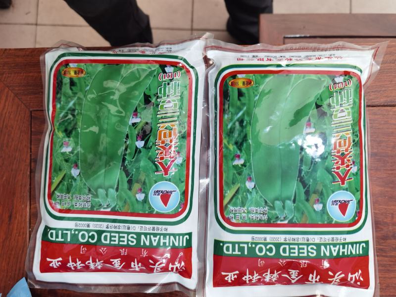 全国高端产品汕头金船牌大荚荷兰豆种子101