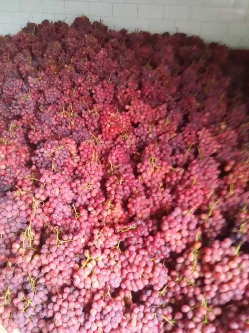 精品红提预售