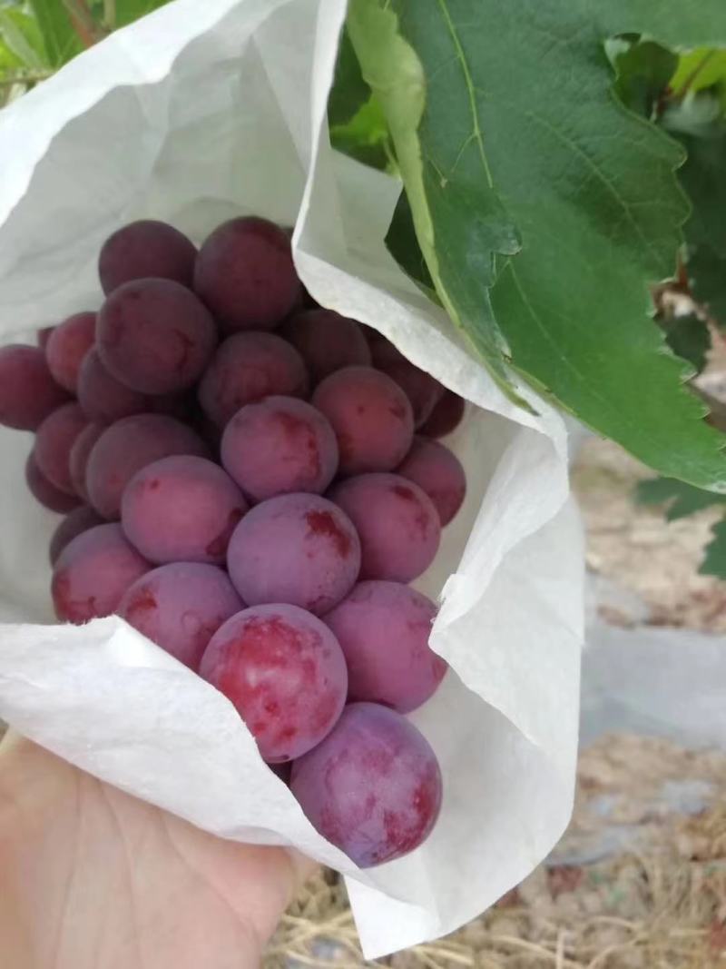 精品红提预售
