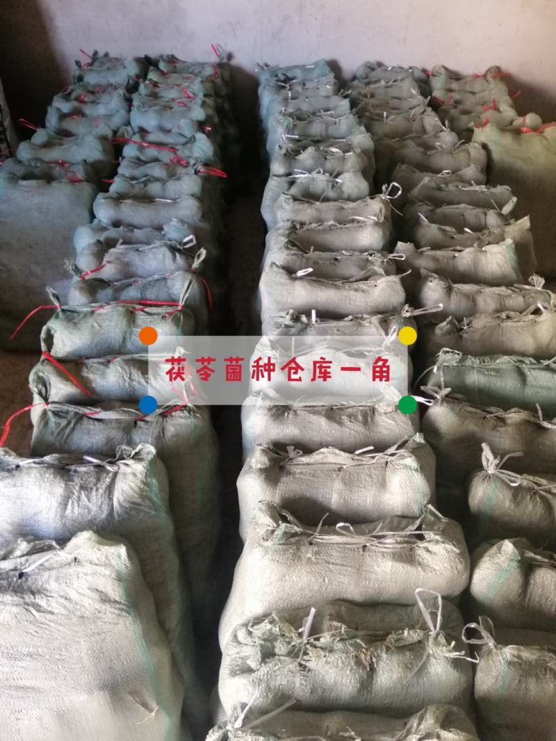 茯苓菌种茯苓菌种栽培种