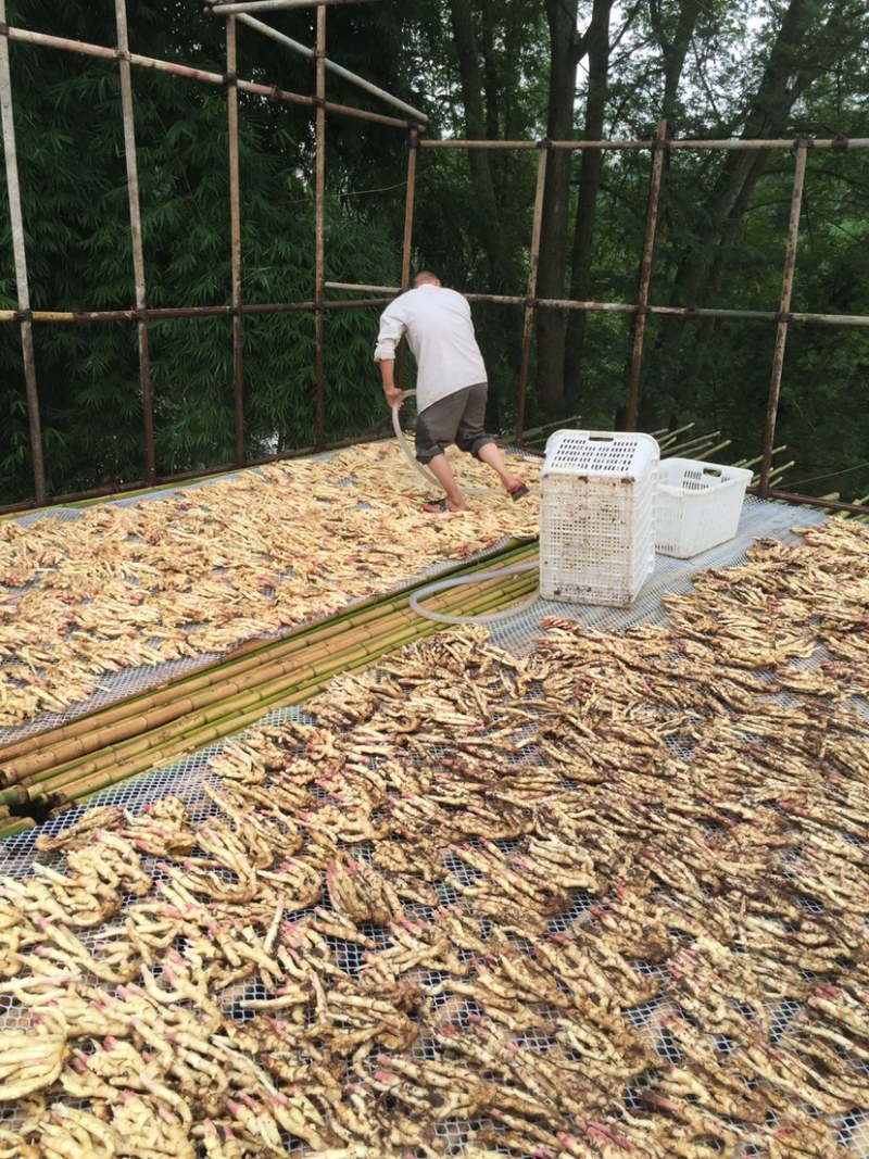 正宗四川犍为麻柳姜（菜姜），自种自卖欢迎咨询