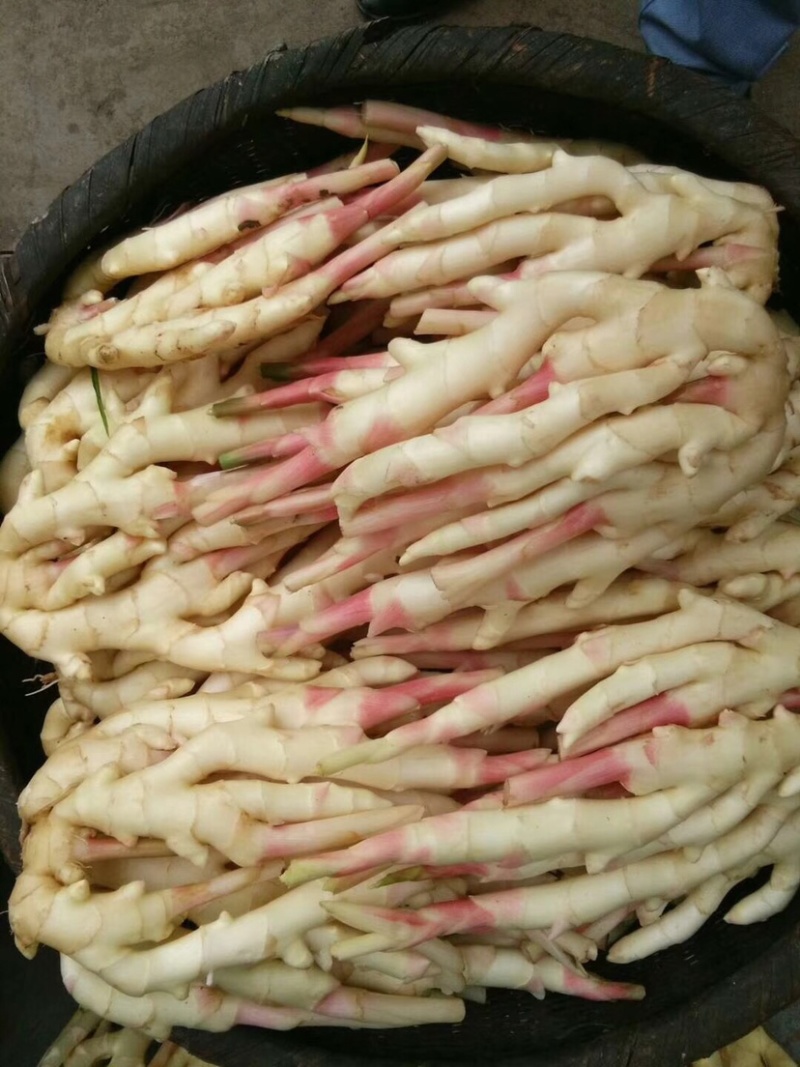 正宗四川犍为麻柳姜（菜姜），自种自卖欢迎咨询