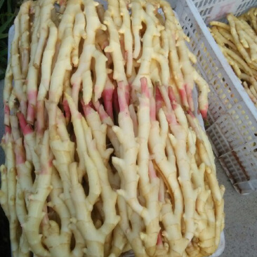 正宗四川犍为麻柳姜（菜姜），自种自卖欢迎咨询