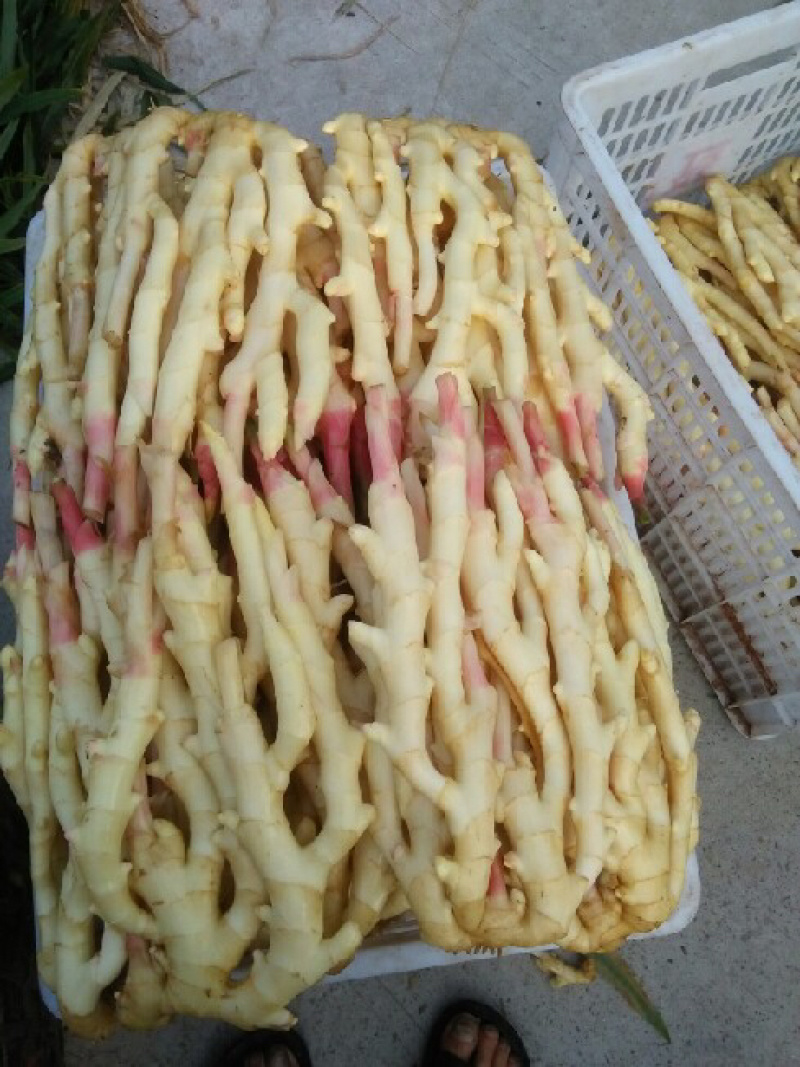 正宗四川犍为麻柳姜（菜姜），自种自卖欢迎咨询