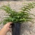 吉姆蕨基地直销精品观叶绿植盆栽当天下单当天发货