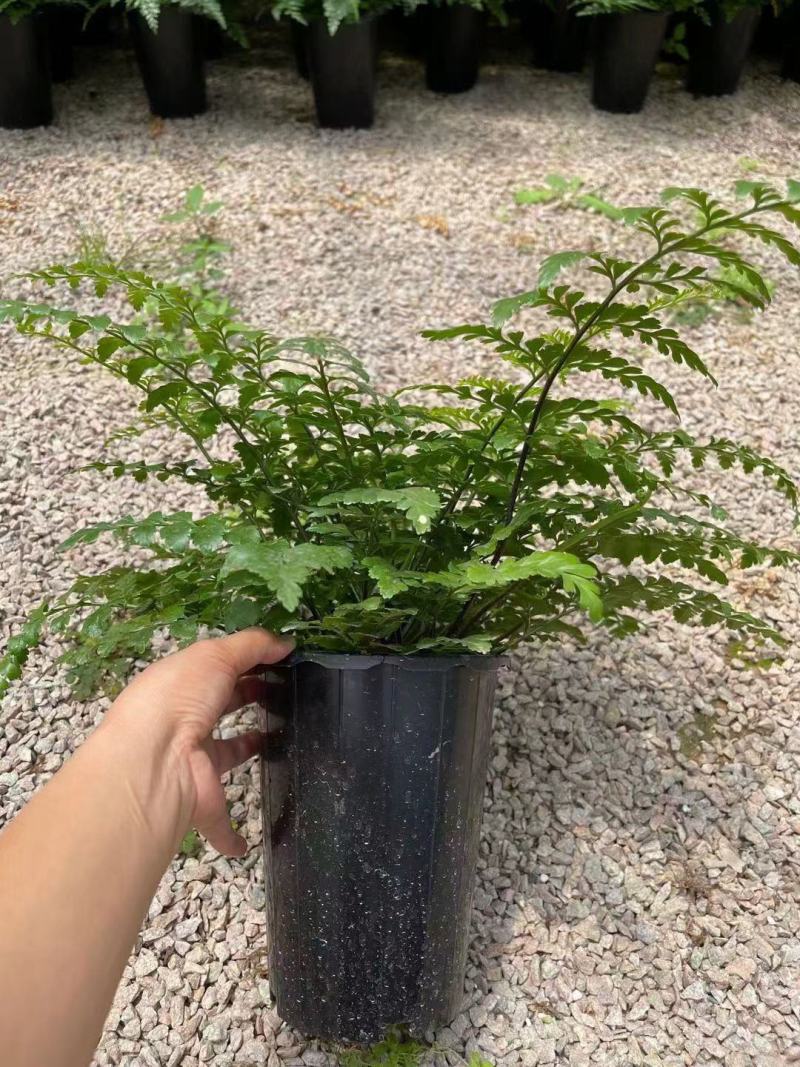 吉姆蕨基地直销精品观叶绿植盆栽当天下单当天发货