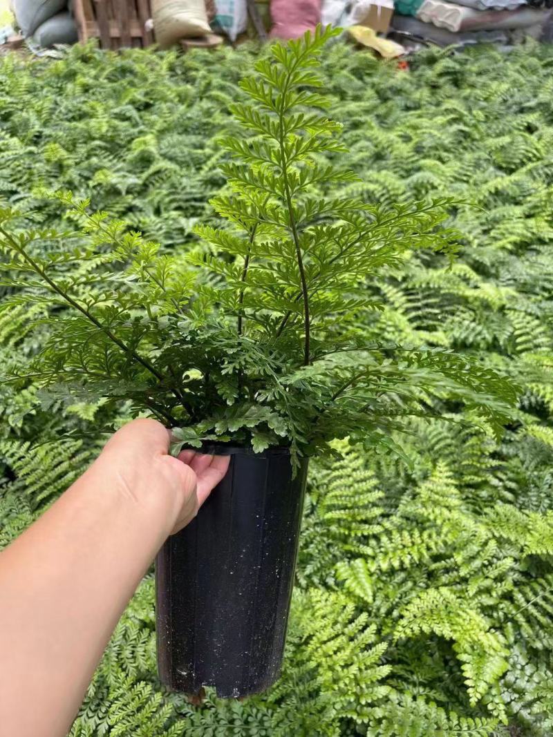 吉姆蕨基地直销精品观叶绿植盆栽当天下单当天发货