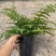 吉姆蕨基地直销精品观叶绿植盆栽当天下单当天发货