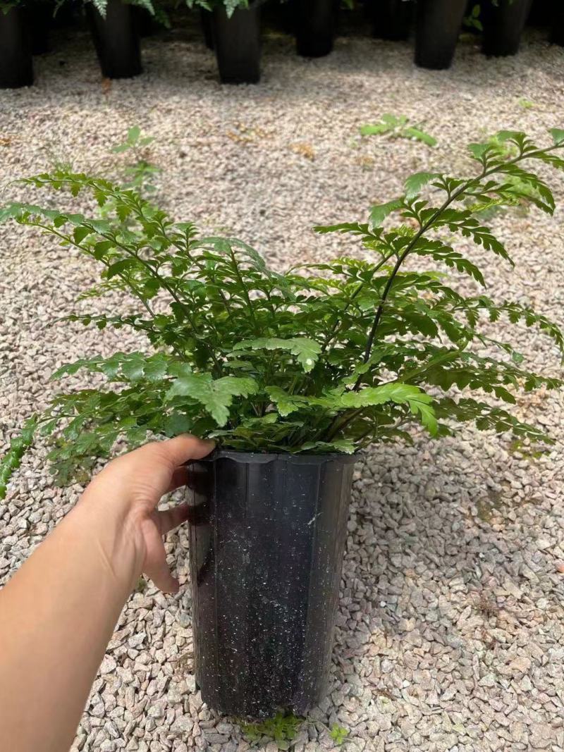 吉姆蕨基地直销精品观叶绿植盆栽当天下单当天发货