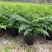 吉姆蕨基地直销精品观叶绿植盆栽当天下单当天发货