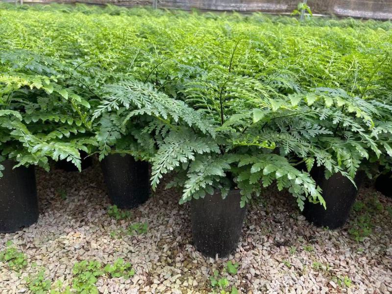 吉姆蕨基地直销精品观叶绿植盆栽当天下单当天发货