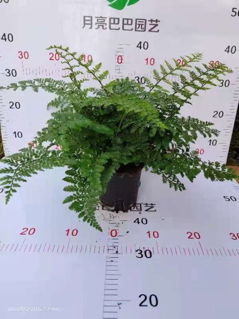 吉姆蕨基地直销精品观叶绿植盆栽当天下单当天发货