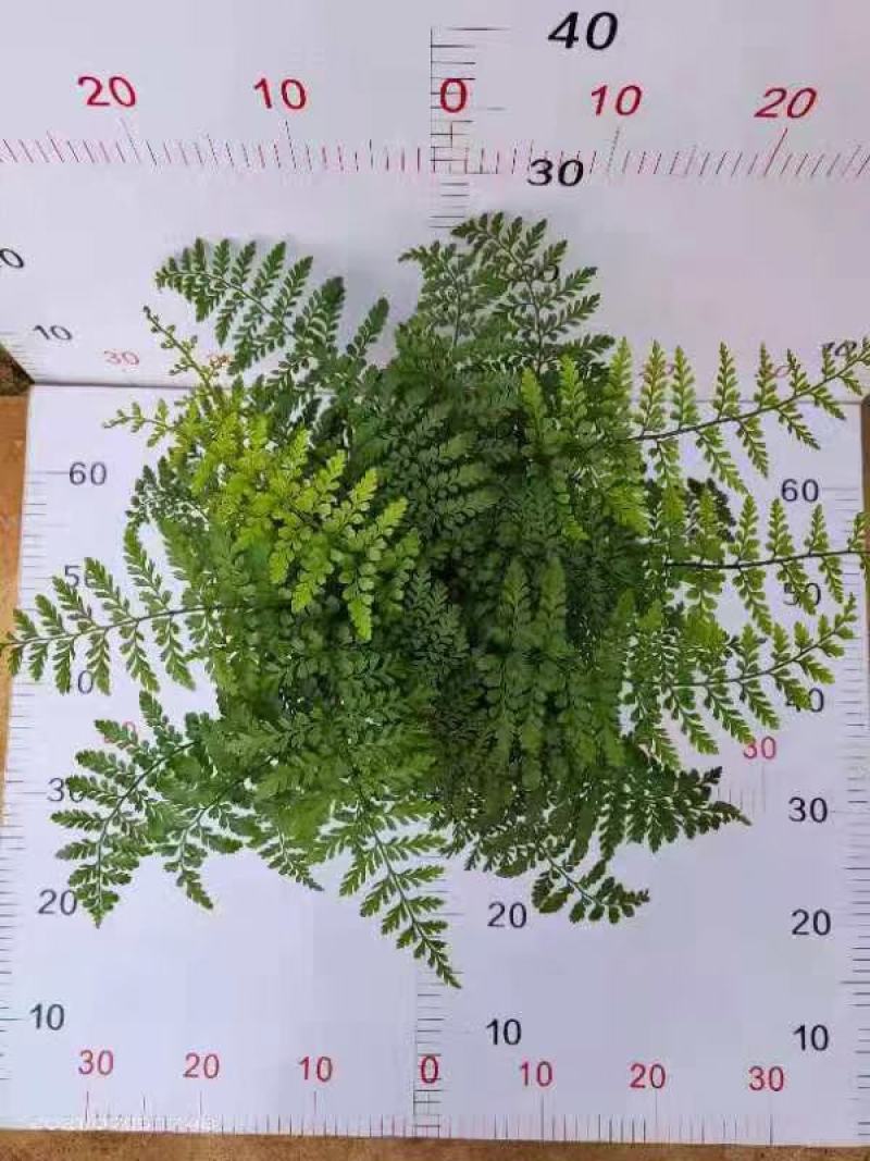 吉姆蕨基地直销精品观叶绿植盆栽当天下单当天发货