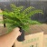 吉姆蕨基地直销精品观叶绿植盆栽当天下单当天发货