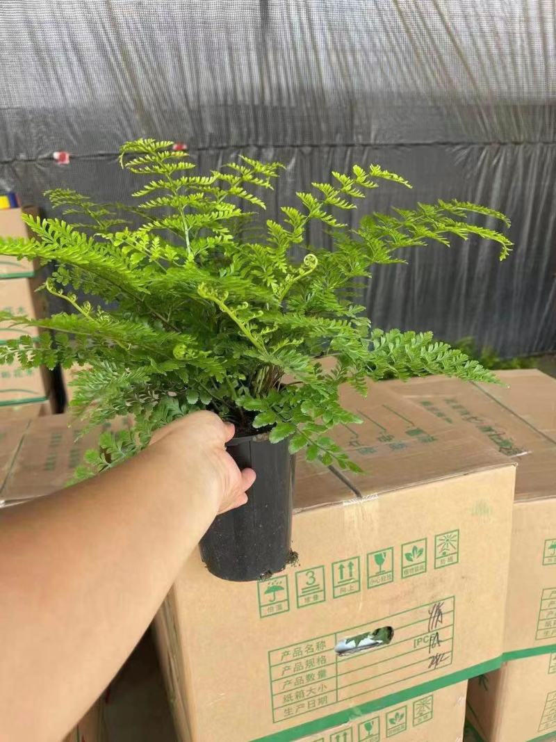 吉姆蕨基地直销精品观叶绿植盆栽当天下单当天发货