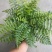 吉姆蕨基地直销精品观叶绿植盆栽当天下单当天发货