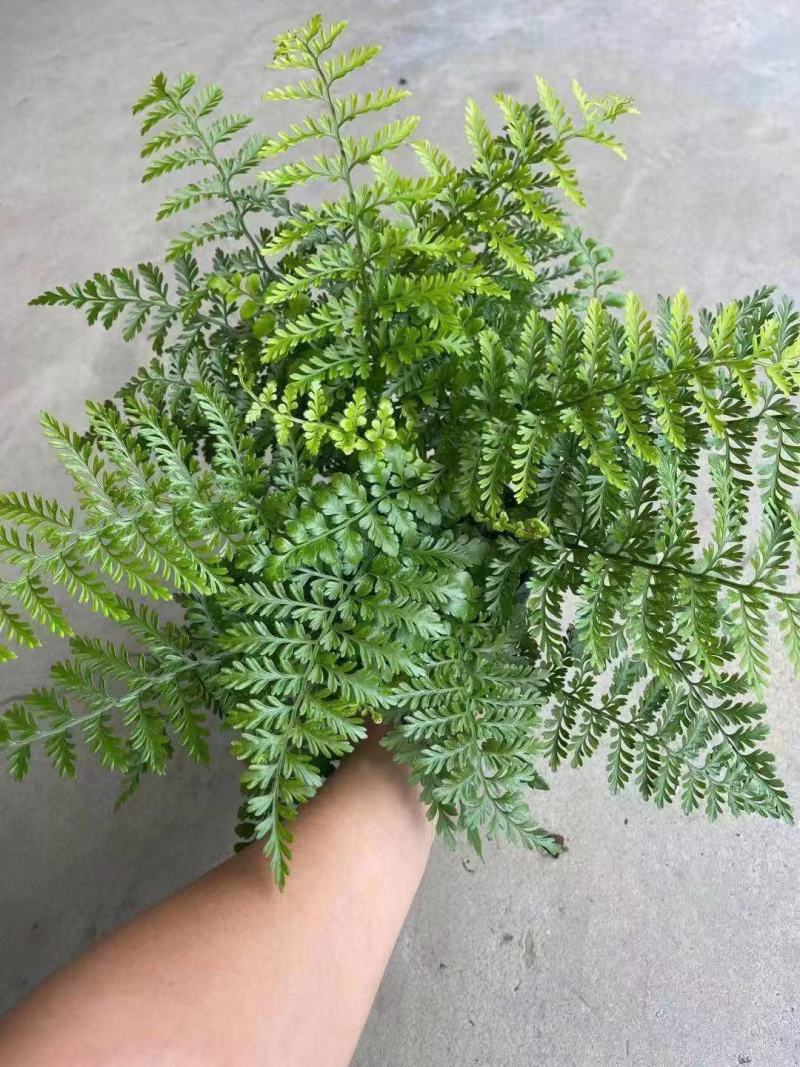 吉姆蕨基地直销精品观叶绿植盆栽当天下单当天发货