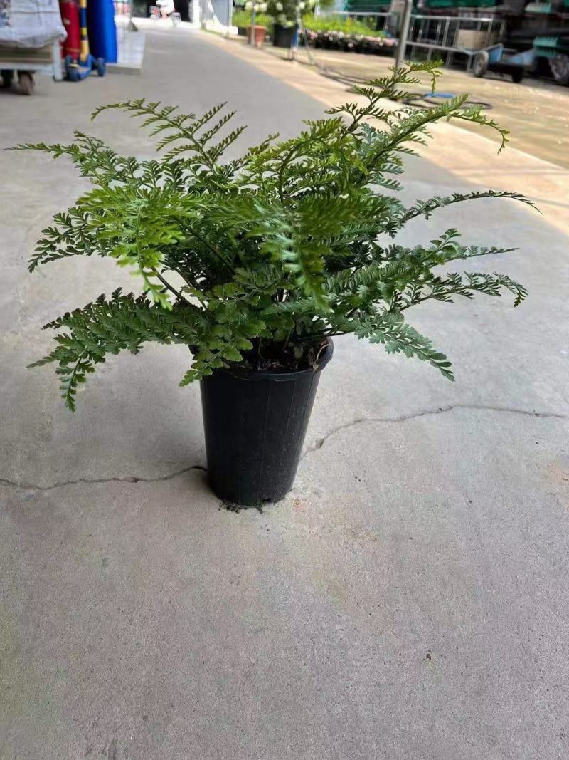 吉姆蕨基地直销精品观叶绿植盆栽当天下单当天发货