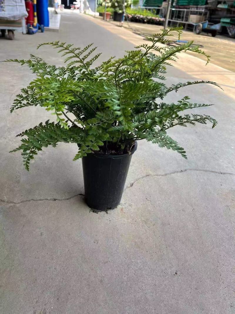 吉姆蕨基地直销精品观叶绿植盆栽当天下单当天发货