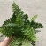 吉姆蕨基地直销精品观叶绿植盆栽当天下单当天发货