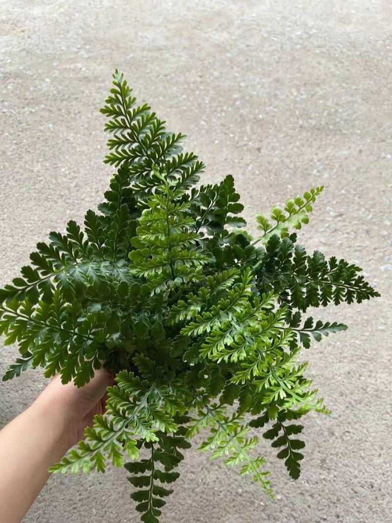 吉姆蕨基地直销精品观叶绿植盆栽当天下单当天发货