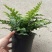 吉姆蕨基地直销精品观叶绿植盆栽当天下单当天发货