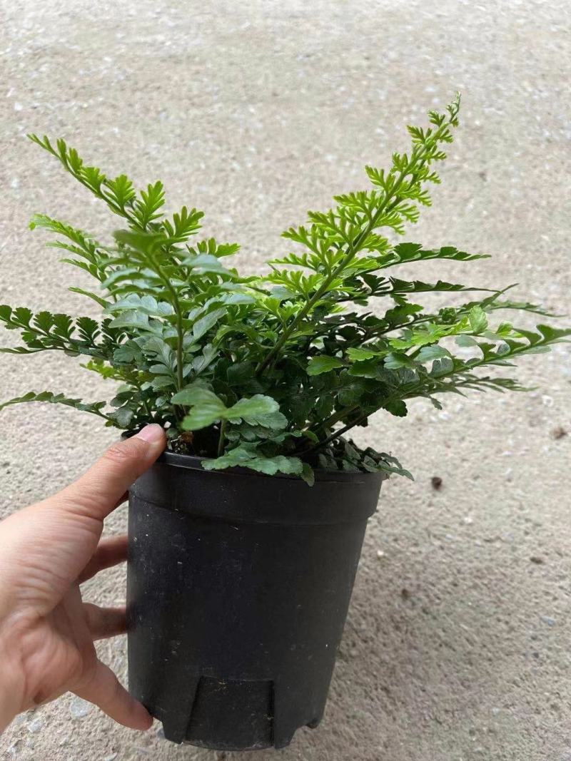 吉姆蕨基地直销精品观叶绿植盆栽当天下单当天发货