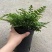 吉姆蕨基地直销精品观叶绿植盆栽当天下单当天发货