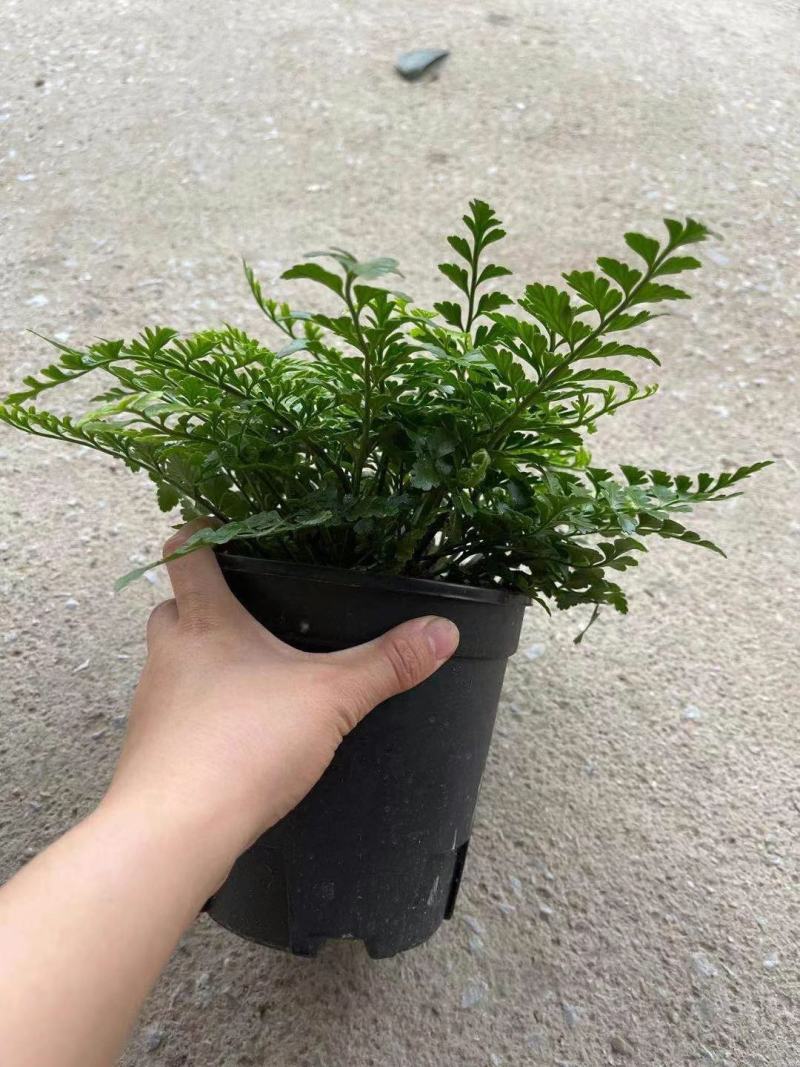 吉姆蕨基地直销精品观叶绿植盆栽当天下单当天发货