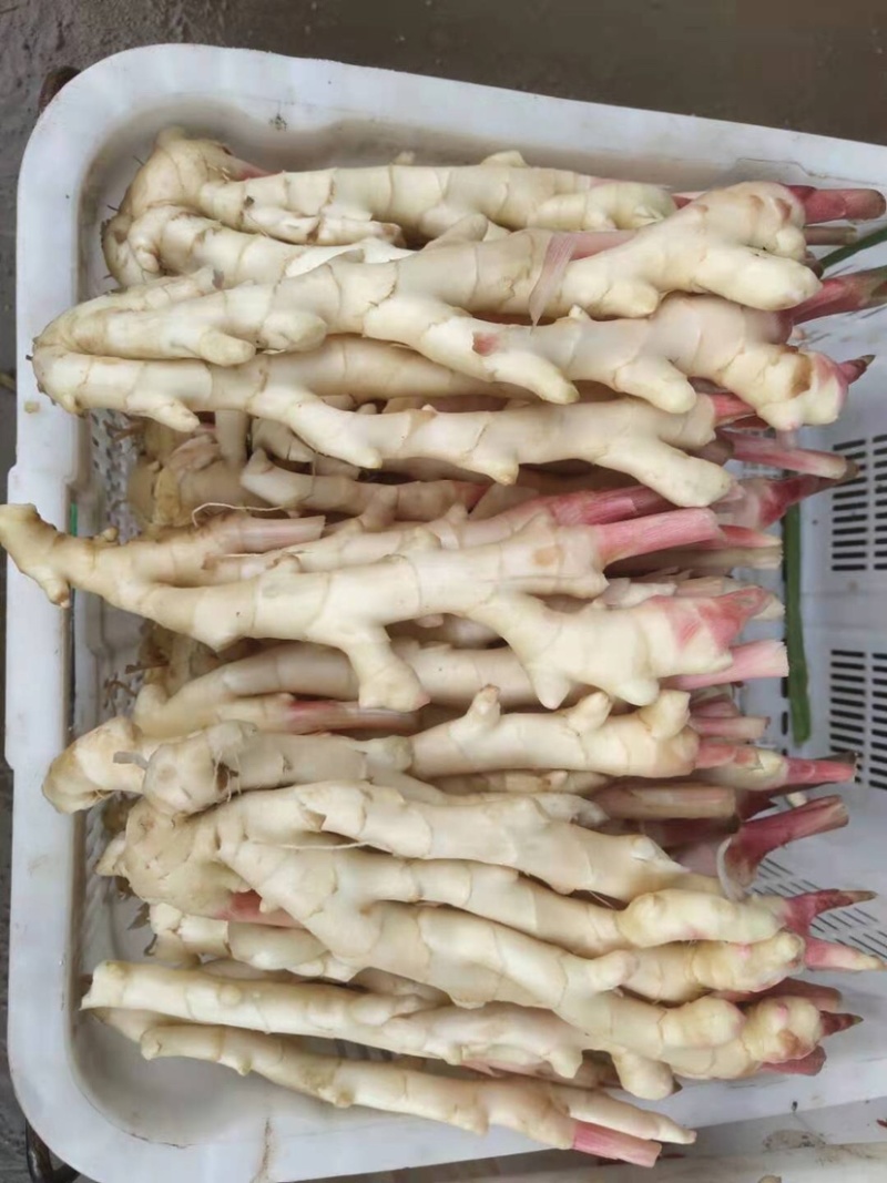 正宗四川犍为麻柳姜（菜姜）出售，可网上发货可上门看货