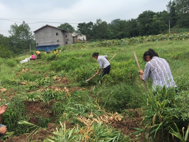 正宗四川犍为麻柳姜（菜姜），自种自卖欢迎咨询