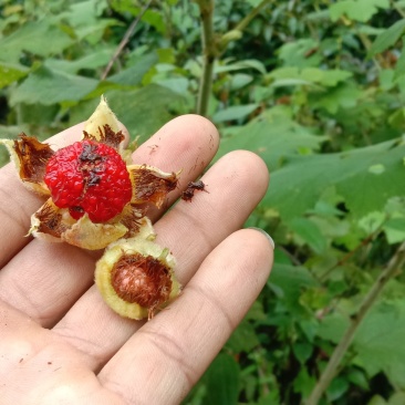 茅梅根茅霉根红梅消三月泡根小叶，蛇泡筋拦路蛇