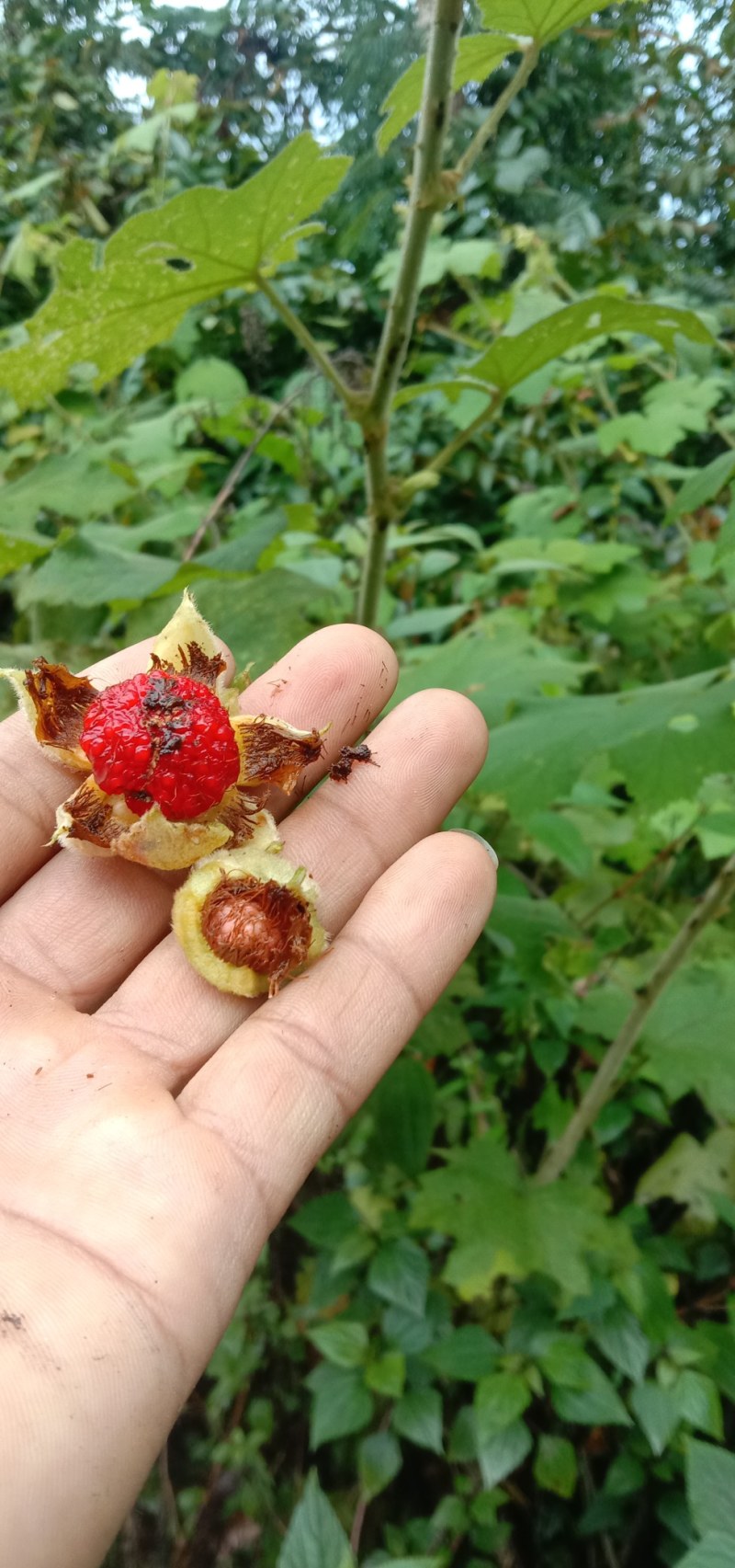 茅梅根茅霉根红梅消三月泡根小叶，蛇泡筋拦路蛇