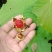 茅梅根茅霉根红梅消三月泡根小叶，蛇泡筋拦路蛇