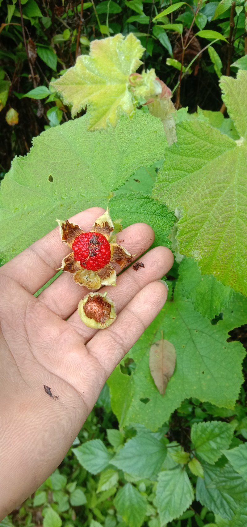 茅梅根茅霉根红梅消三月泡根小叶，蛇泡筋拦路蛇