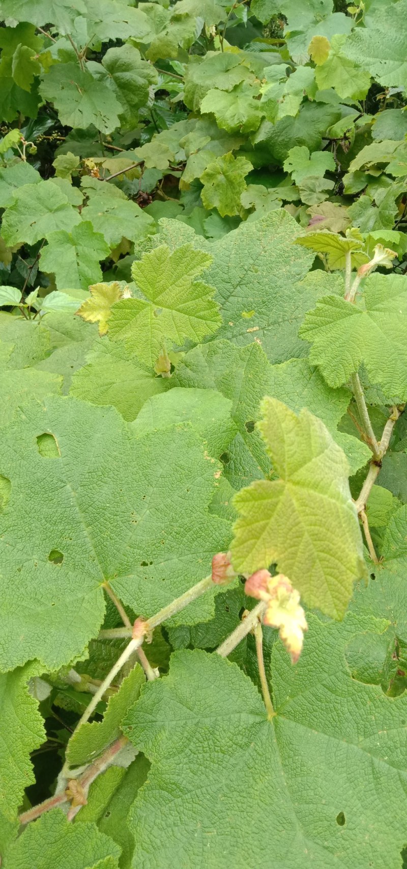 茅梅根茅霉根红梅消三月泡根小叶，蛇泡筋拦路蛇